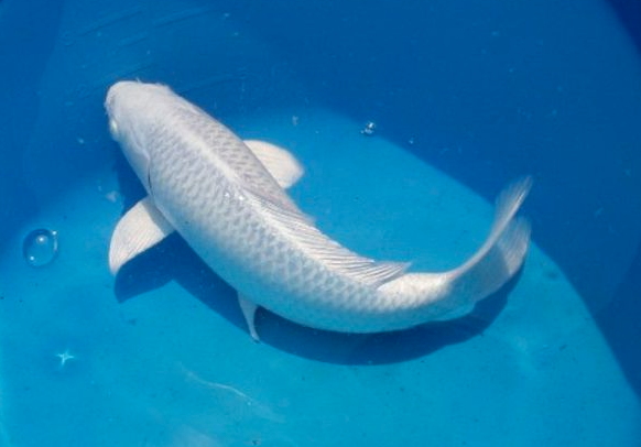 Giấc mộng thấy cá trắng mang điềm báo hung hay cát Kubet Casino? 